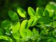 Chlorophyll
