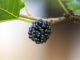 Maulbeeren