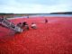 Cranberries Moosbeeren