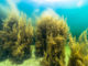 Kelp Algen