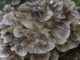 Maitake Vitalpilz